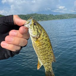 スモールマウスバス