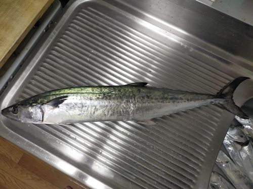 サワラの釣果