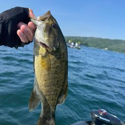 スモールマウスバス