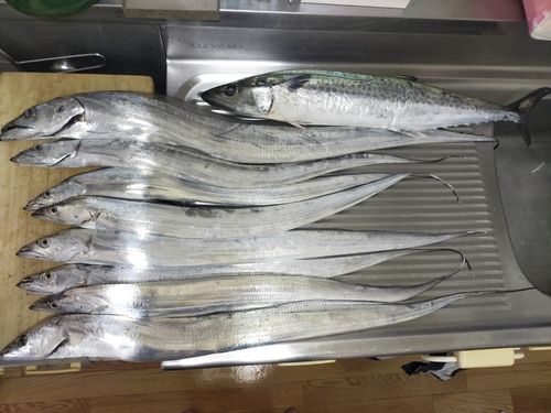タチウオの釣果