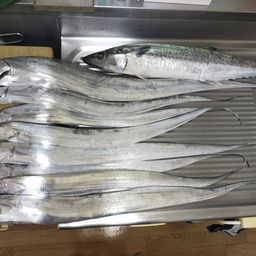 タチウオ