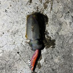 アオリイカ