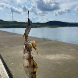 アオリイカ