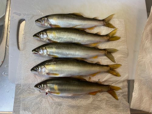 アユの釣果