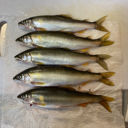 アユ