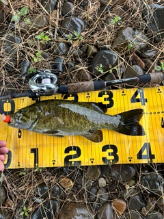 スモールマウスバスの釣果