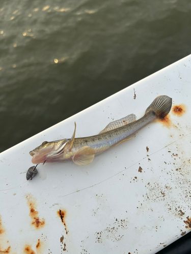 ハゼの釣果