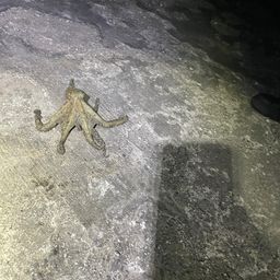 タコ