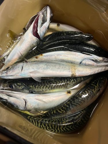 サバの釣果