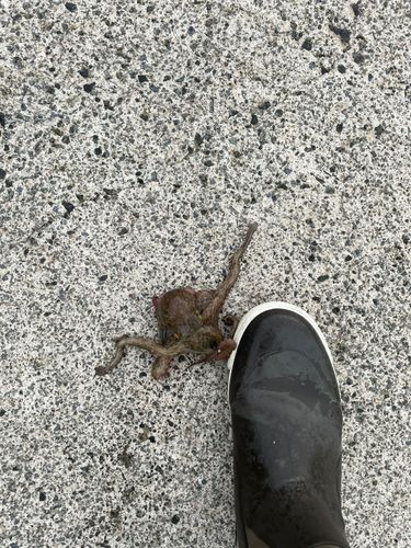 タコの釣果