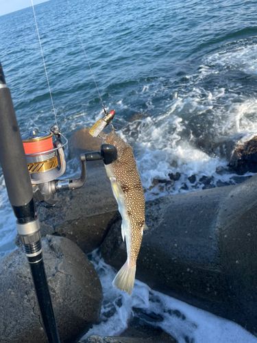 クサフグの釣果