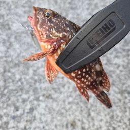 カサゴ