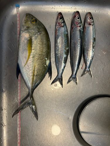 カスミアジの釣果
