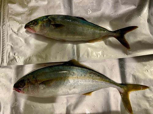 ワカシの釣果