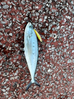 イケカツオの釣果