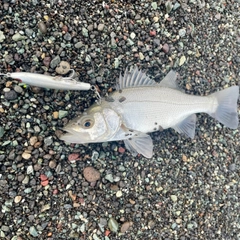 セイゴ（ヒラスズキ）の釣果