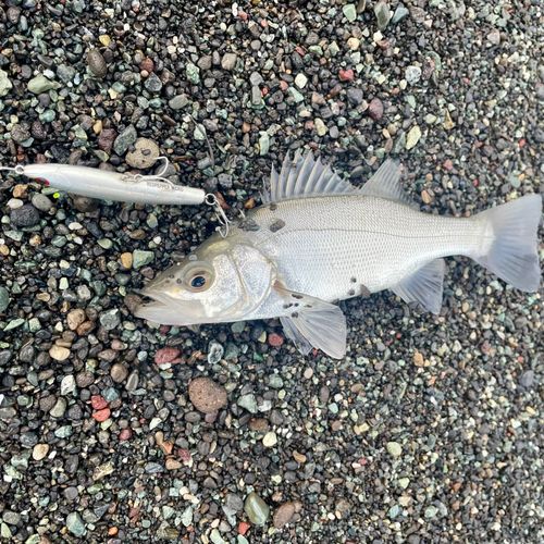 セイゴ（ヒラスズキ）の釣果