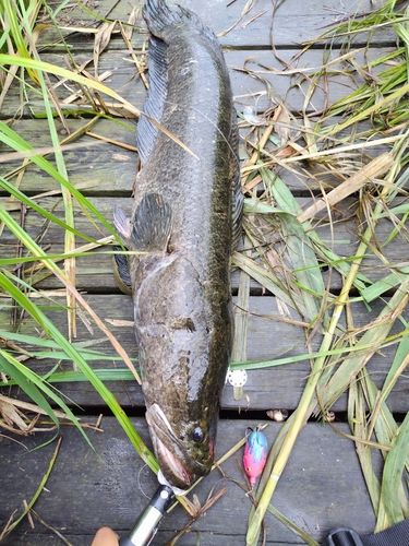 ライギョの釣果
