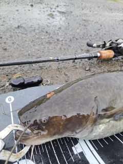 ナマズの釣果