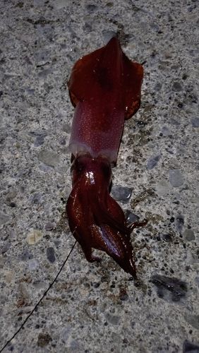 古和浦湾