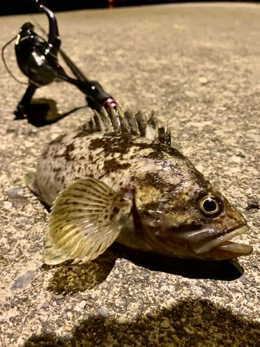 クロソイの釣果