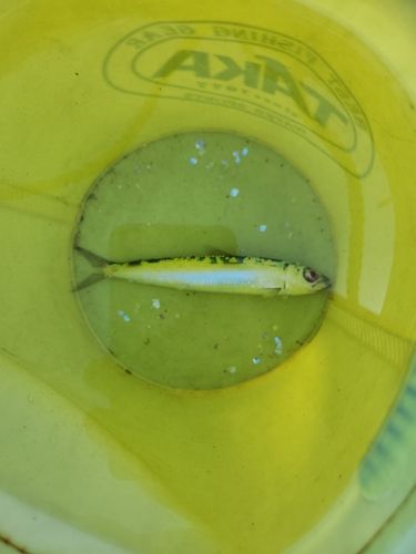 イワシの釣果