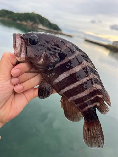 マハタモドキの釣果