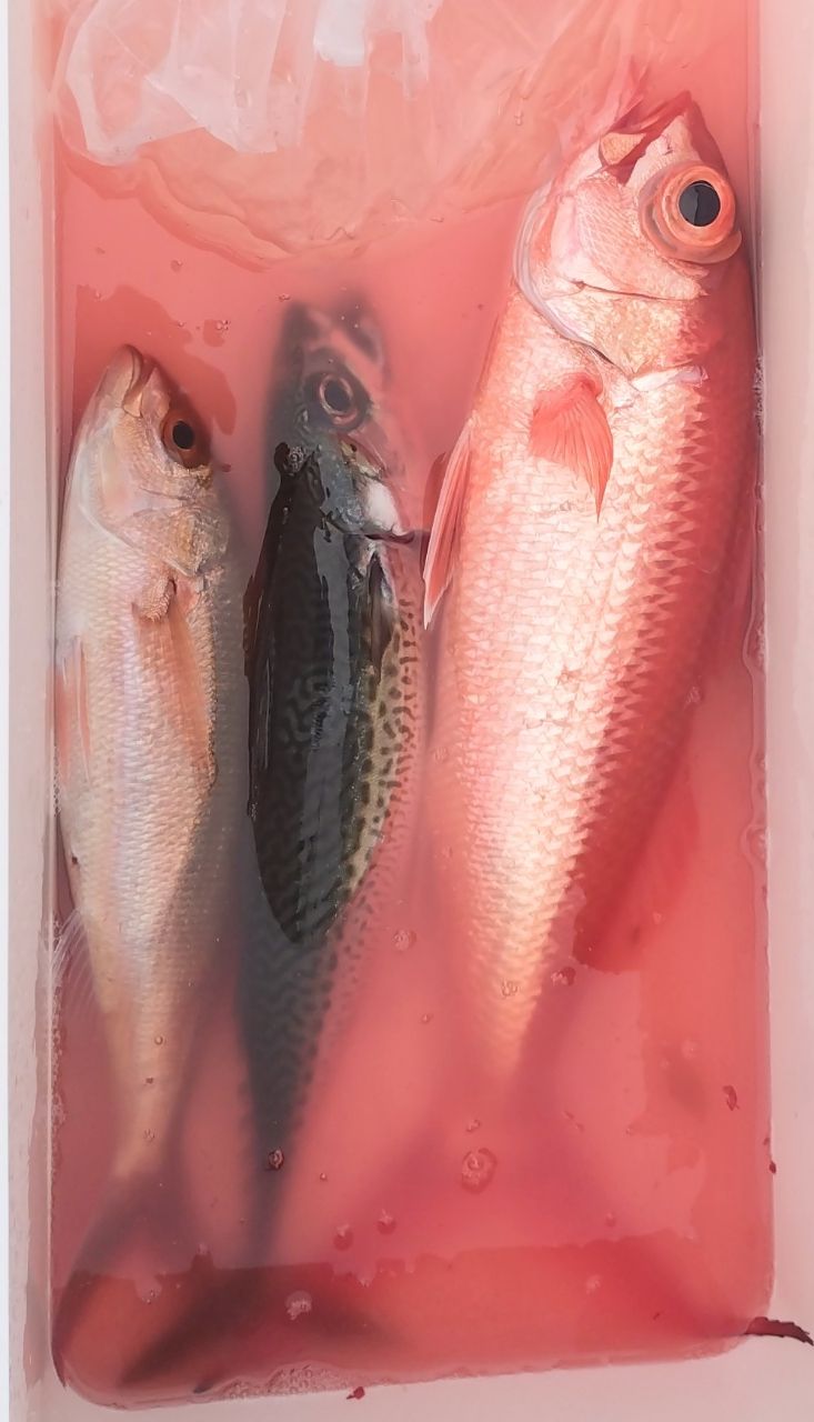 ユウチャンメンさんの釣果 1枚目の画像