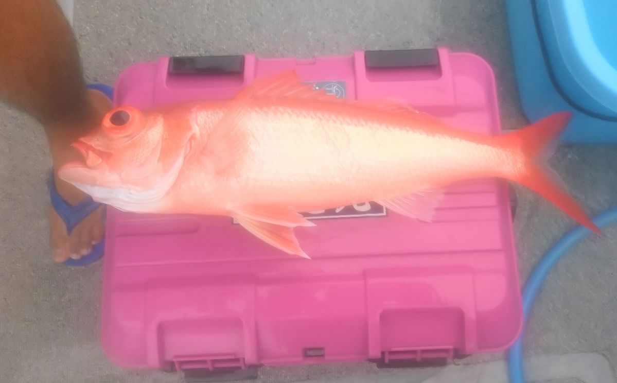 ユウチャンメンさんの釣果 2枚目の画像