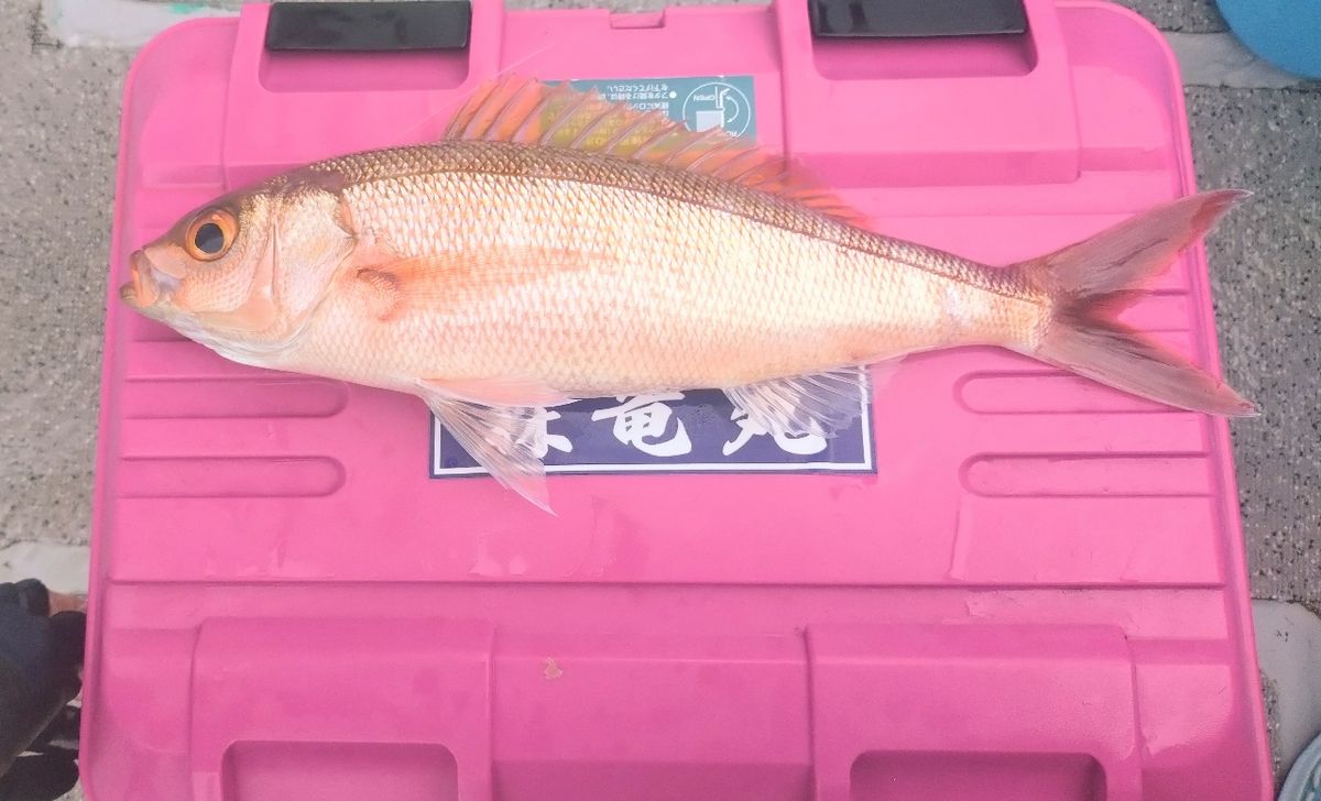 ユウチャンメンさんの釣果 3枚目の画像