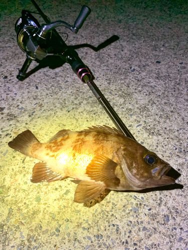 シロメバルの釣果