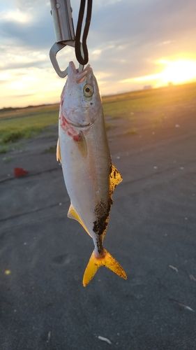 フクラギの釣果