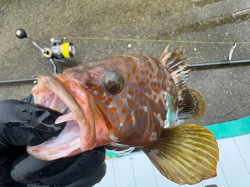 キジハタの釣果