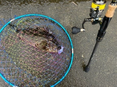 タケノコメバルの釣果