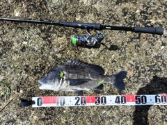 チヌの釣果