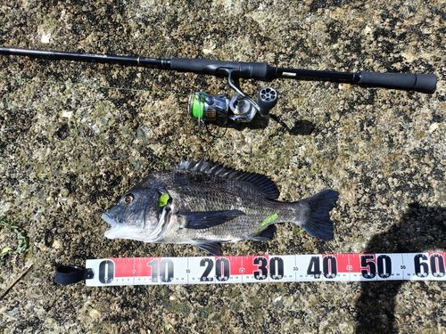 チヌの釣果