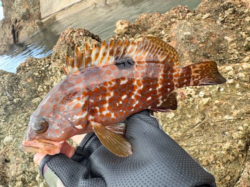 キジハタの釣果