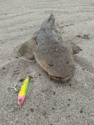 マゴチの釣果
