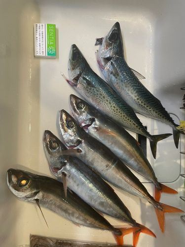 オアカムロの釣果