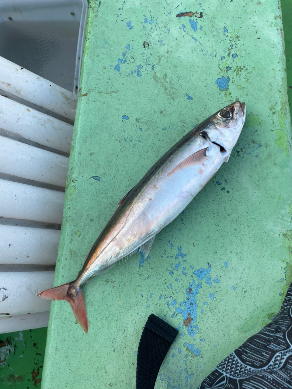 ゆきなりさんの釣果 2枚目の画像