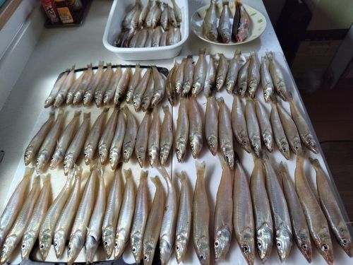 キスの釣果