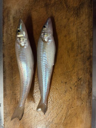 キスの釣果