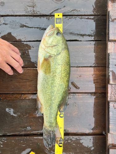 ラージマウスバスの釣果