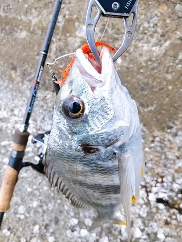 キビレの釣果