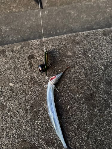 サヨリの釣果