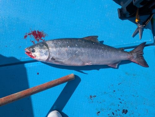 サケの釣果