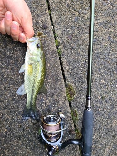 ラージマウスバスの釣果