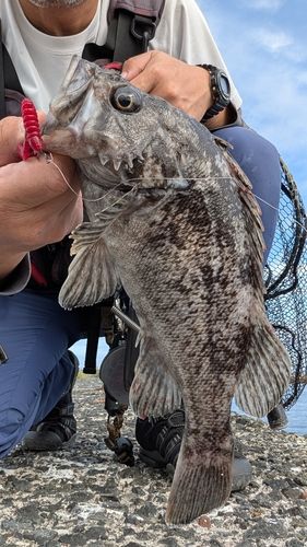 クロソイの釣果