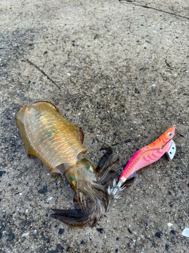 アオリイカの釣果