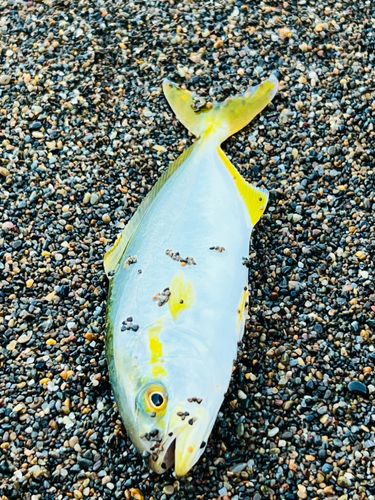 ワカシの釣果